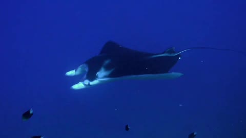 Manta rays and clown fish live together in this waters!