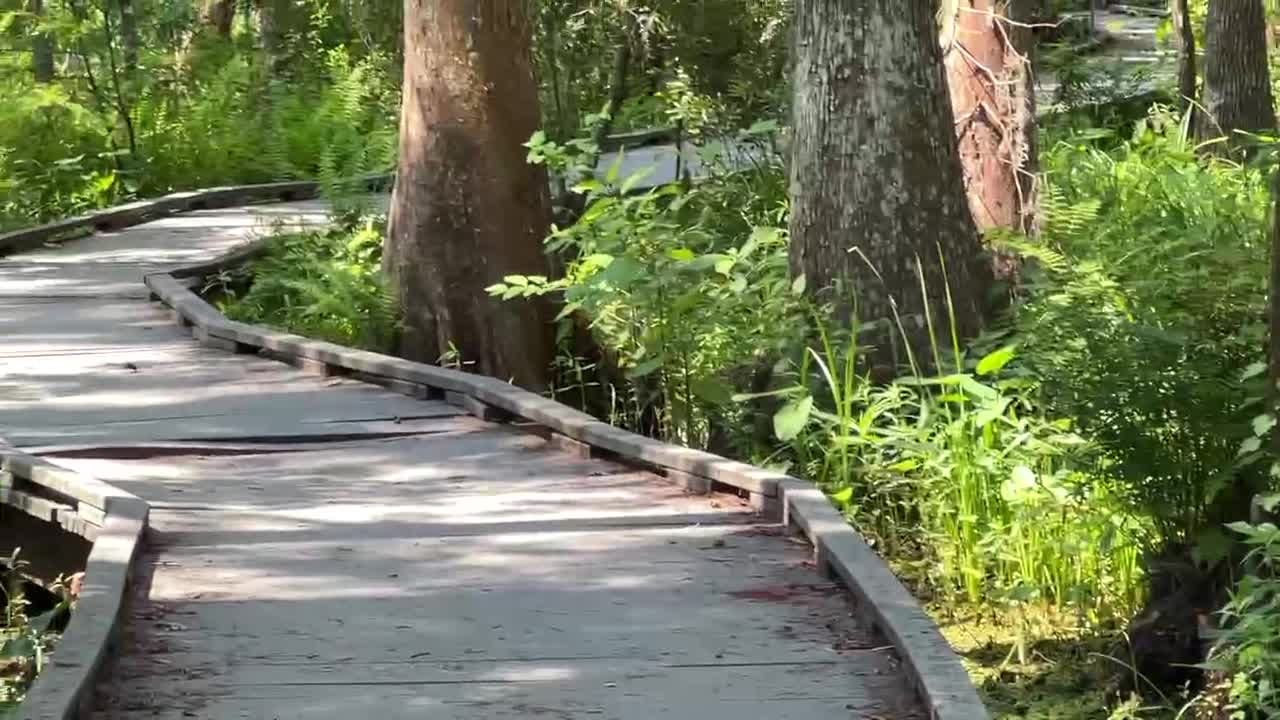 HIKING TRAIL BARATARIA JEAN LAFITTE NATIONAL FOREST