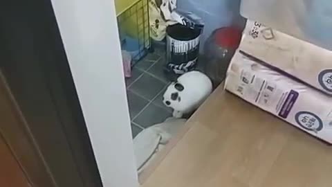 A very cute rabbit is sitting.