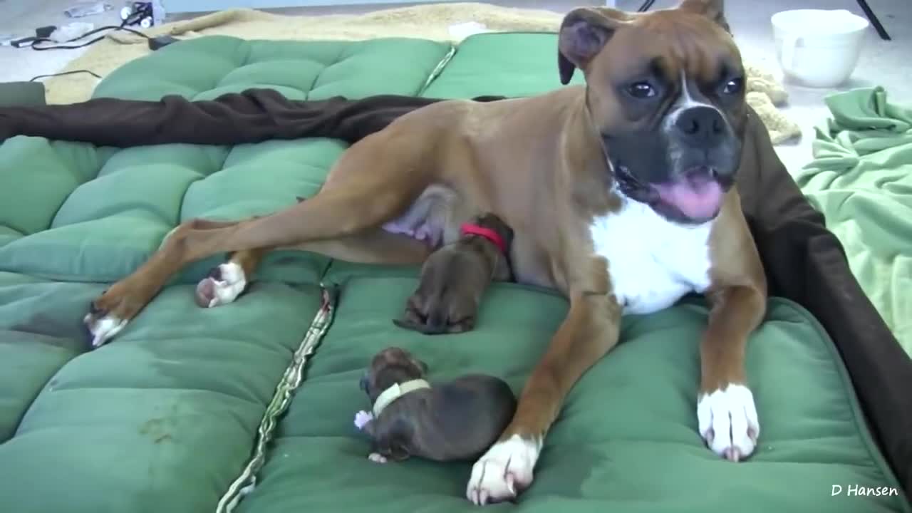 The miraculous birth of little puppies