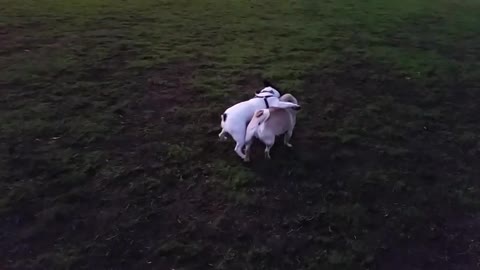 Pug VS French bulldog