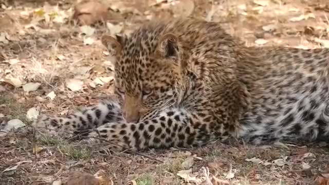 Big mistake Eagle provoked Baby Leopard and The unexpected/Mother leopard fail to save her baby