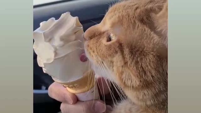 Testing 😄 ice cream for cat