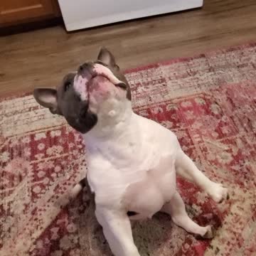 Sugar wants that fry