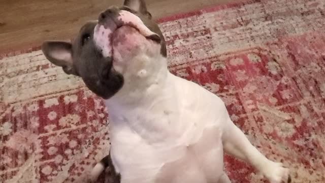 Sugar wants that fry