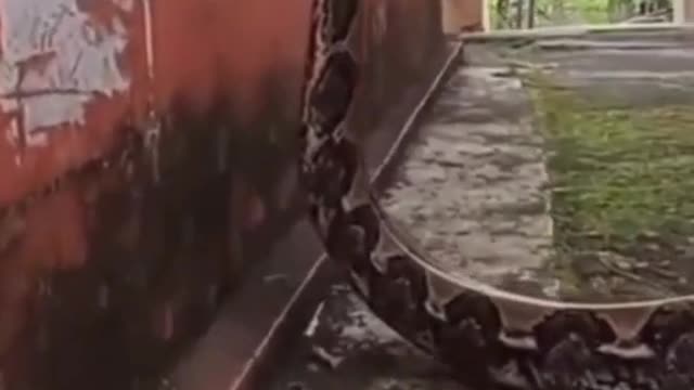 world biggest python snake 2021