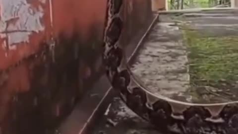 world biggest python snake 2021