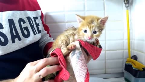 Кормление слабого уличного котенка и первое купание - вся история