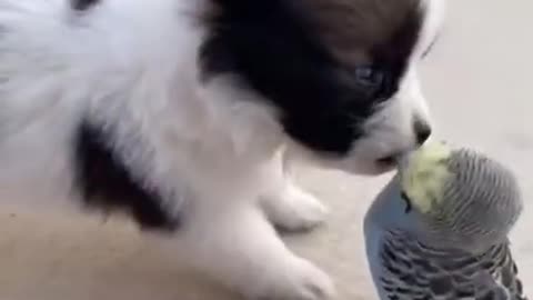 Funniest Pets - Awesome Funny Pet Animals Videos