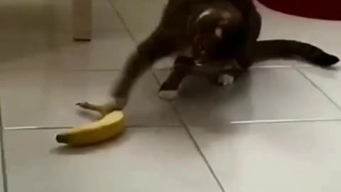 FUNNY VIDEOS, Funny Cats, Funny Cat Videos, Funny Animals, Fail Compilation, Cats Fails, Cat with banana 🤣