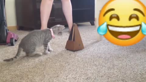 Cats funniest video