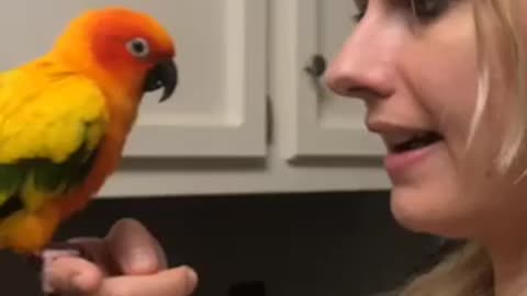 Sun conure talking