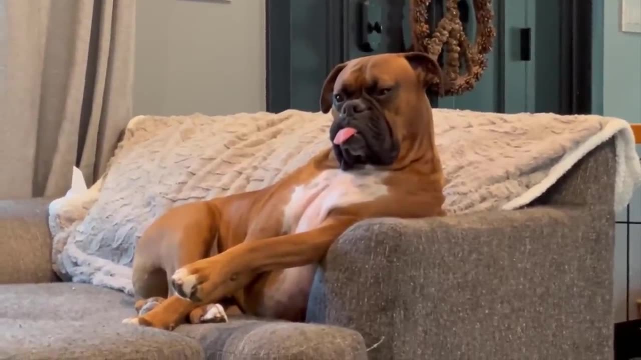 funniest cats and dogs compilation