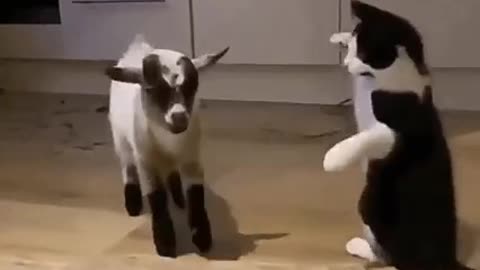 Fight without rules