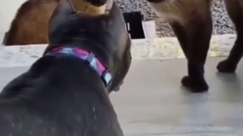Funny Cats Staring Each other lol