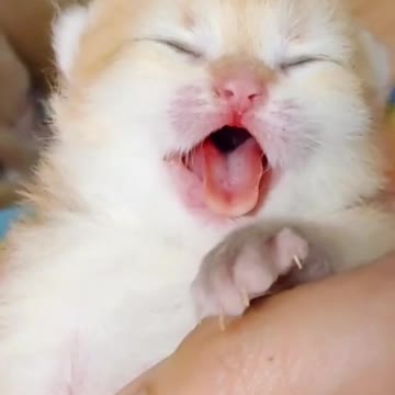 Cat Adorable 🙏🐈
