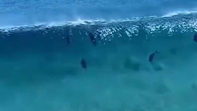 Dolphin playing waves