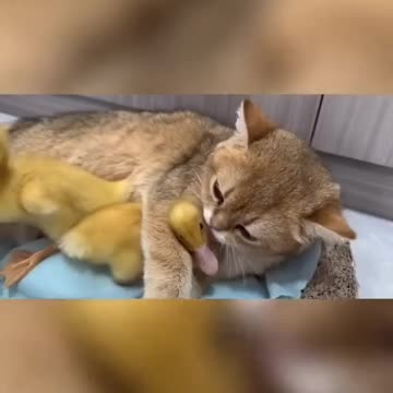 Funny cat🐈 what he doing with the ducklings? 🦆 🤣 Joy Funny Factory