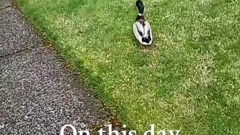 Follow the duck