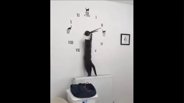 Funniest cat