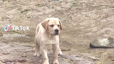 Labrador beautiful baby.
