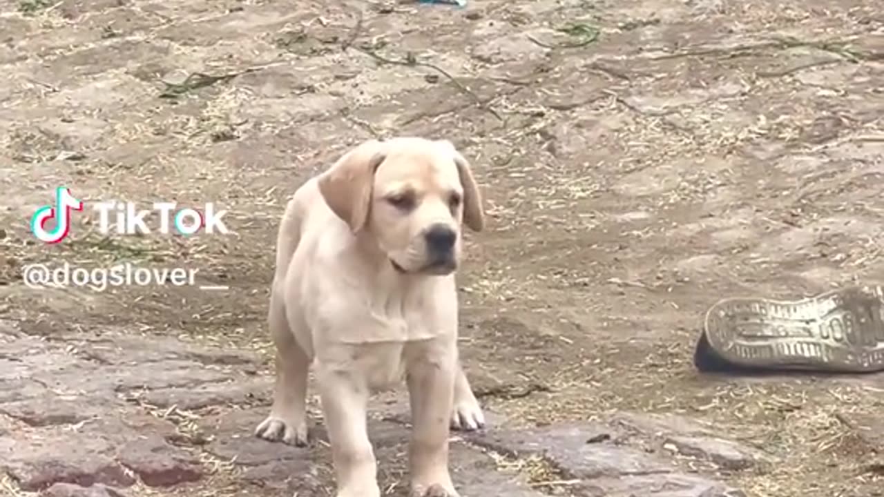 Labrador beautiful baby.