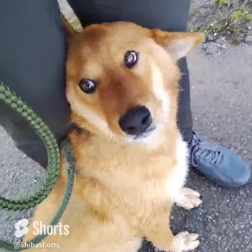 Love Makes Everything Better #shiba #cutepetsshorts