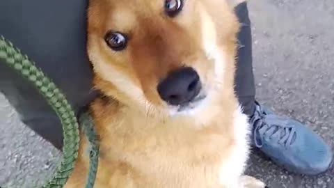 Love Makes Everything Better #shiba #cutepetsshorts
