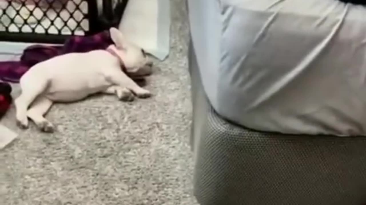 Funny animals video 😂 try not to laugh challenge 😂