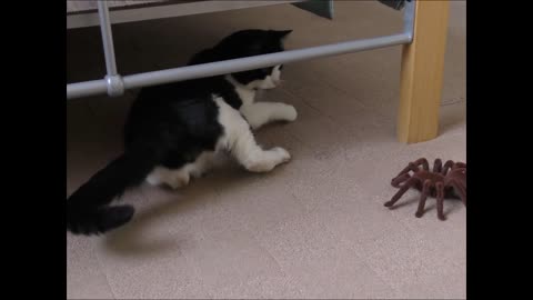 cat vs spider NO MAN