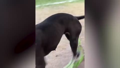 EXTREME Try Not To Laugh part 1