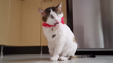 The beautiful white cat licks its feet with its tongue