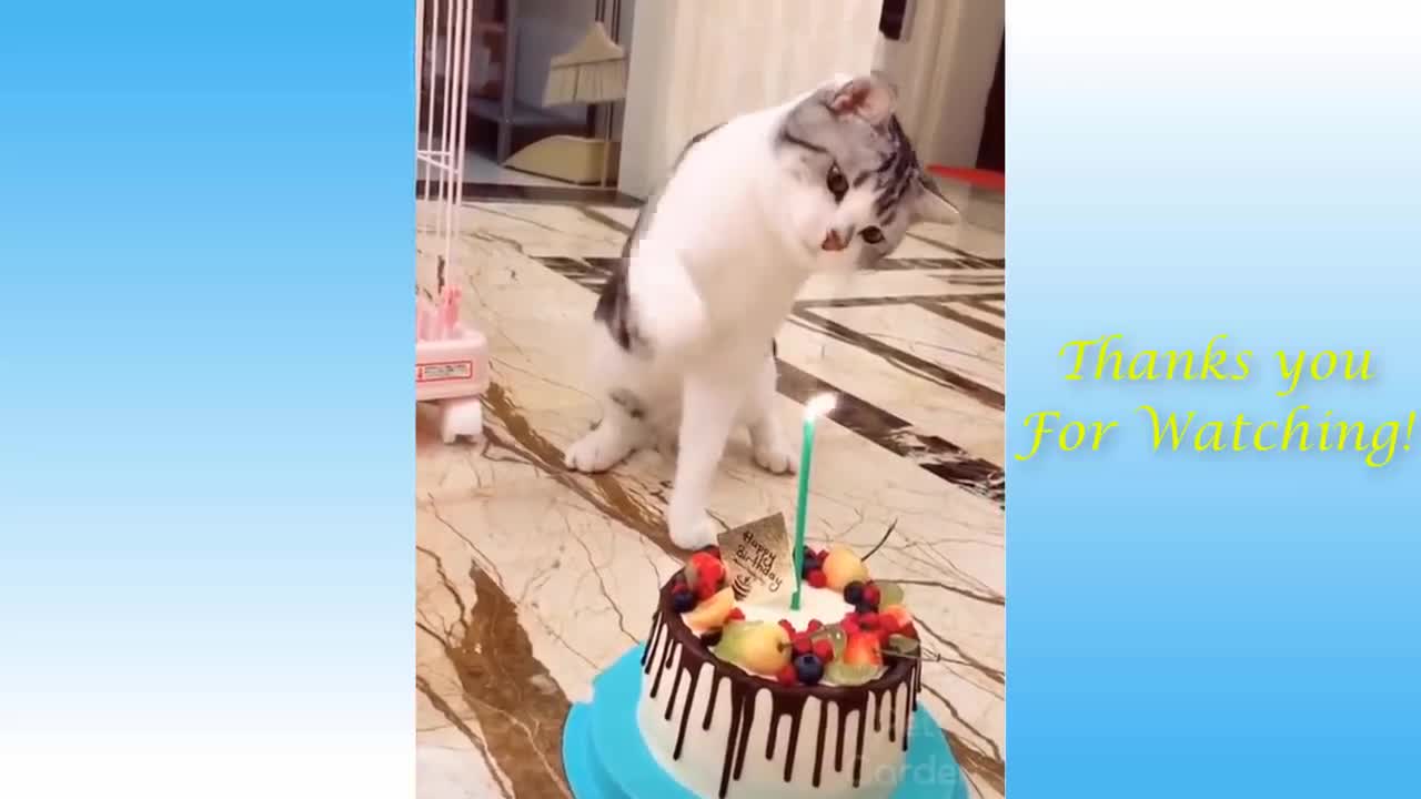 Super funny cats compilation videos