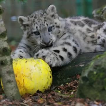 Just a normal little kitten enjoying some pumpkins 🤣