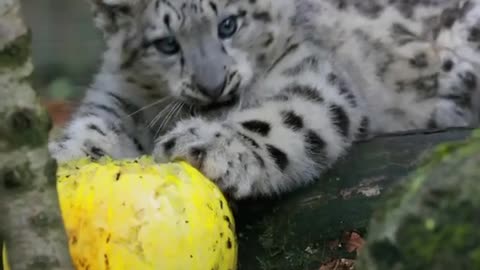 Just a normal little kitten enjoying some pumpkins 🤣