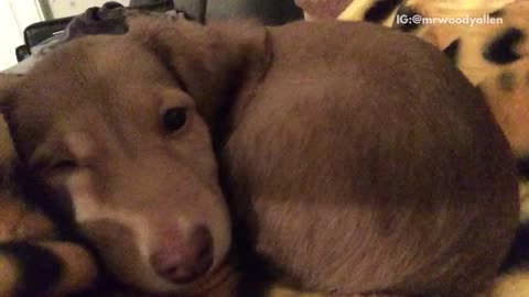 Brown puppy on yellow blanket keeps hiccuping