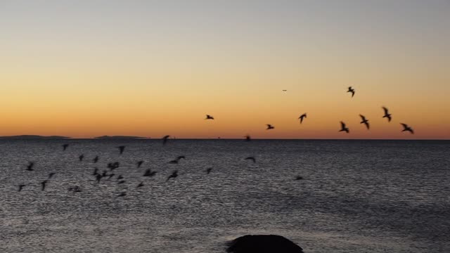 SOUND OF BIRDS ABOUT FREE FLIGHT WATER