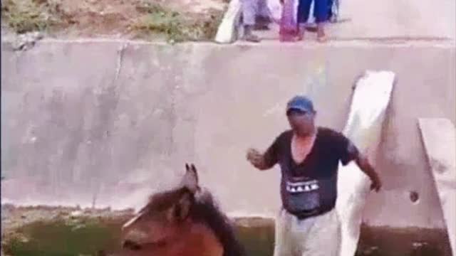 Woman Distraught Over Men Moving Horse