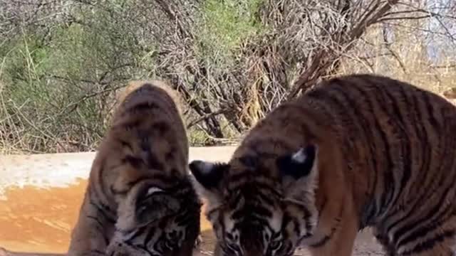 Two tigers are playing in the water