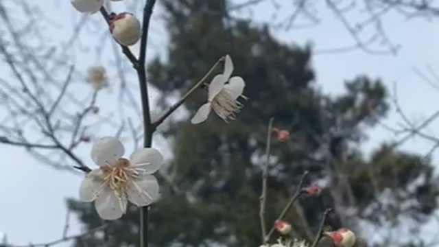 a black-and-white flower in a quiet park