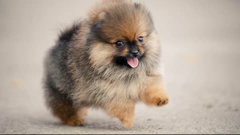 Cute Pomeranian Puppies Doing Funny Things