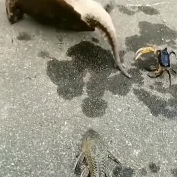 Turtle vs Crab fight never seen before