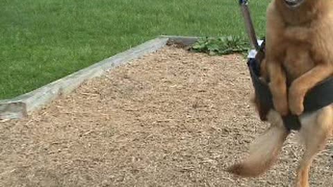 Sara the Swinging Dog
