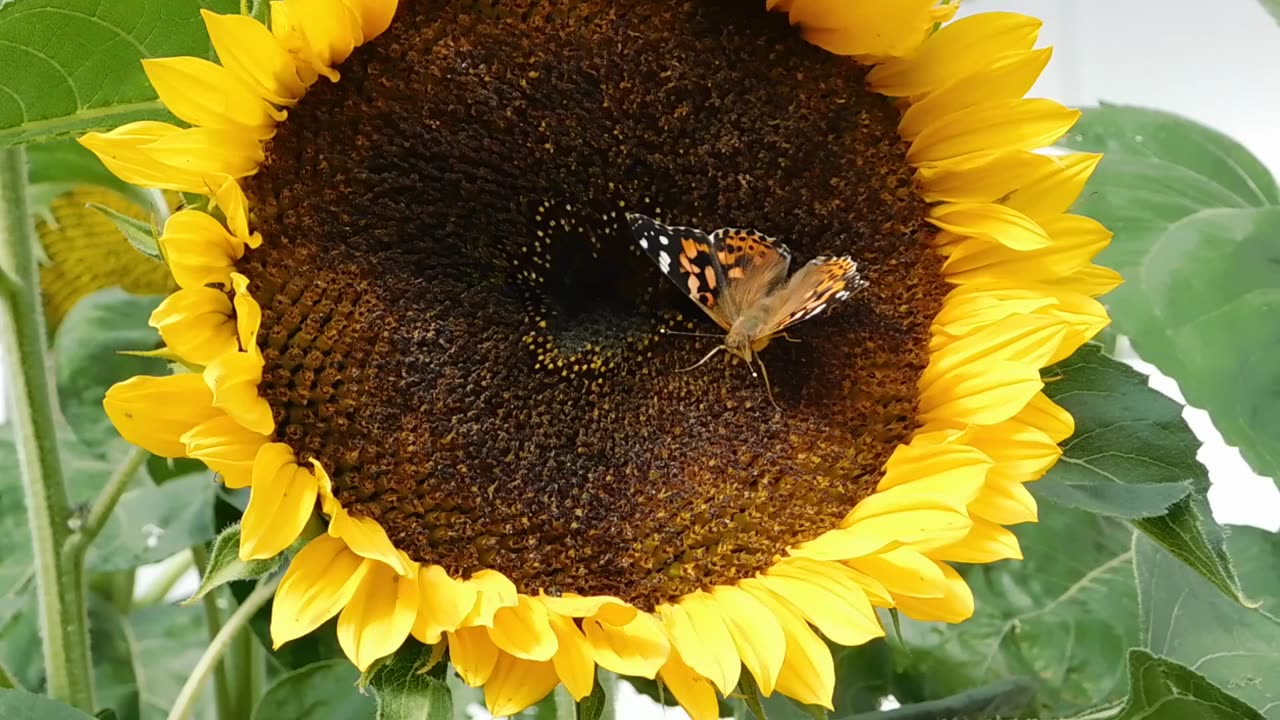 beautiful sunflower