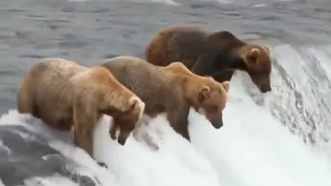 Cute and adorable animal behavior makes anyone happy to see it