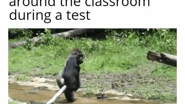 Gorilla crosses river