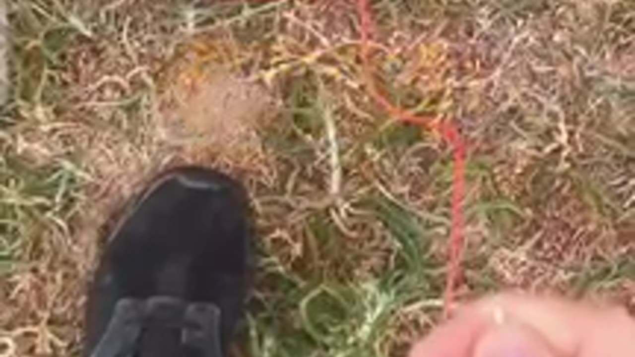 The ground is electric...