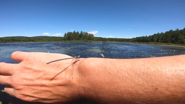 Damselflies Mating
