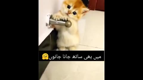 Cat funny video