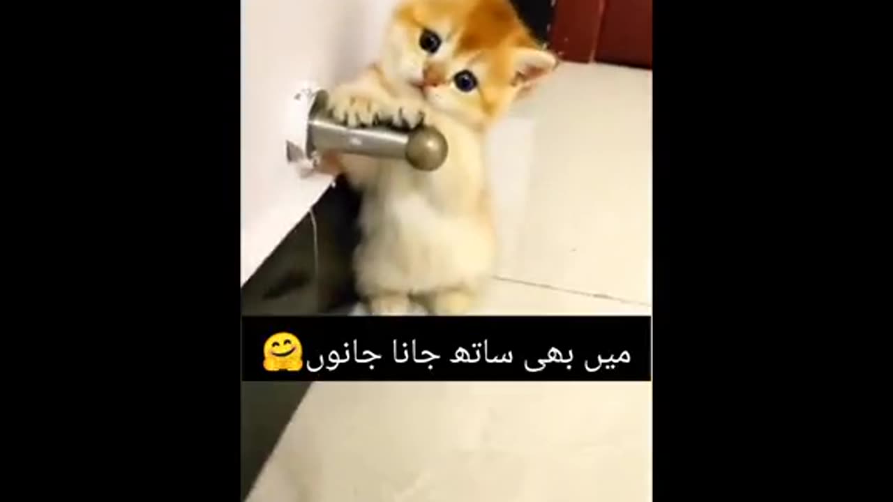 Cat funny video